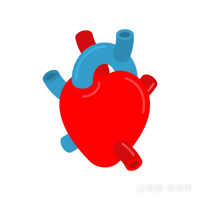 解剖心脏隔离。心室和心房。奥塔和静脉