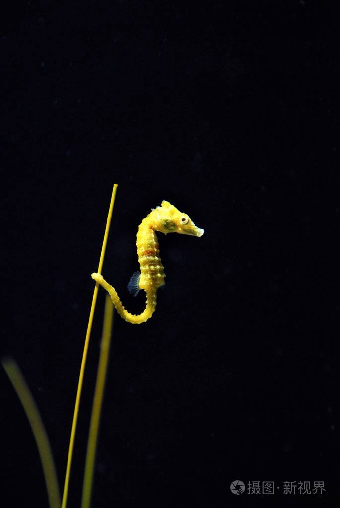 新英格兰水族馆的小海马