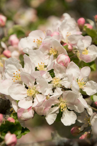 树上春苹果开花特写