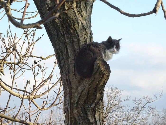 猫的树Cattree图片