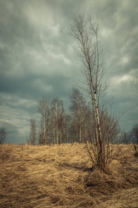 在一片干燥的草地上，在多云的天空背景下，一片薄薄的裸露的桦树