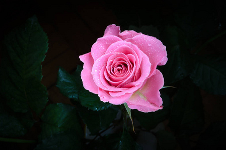 美丽的形象,选择性柔焦植物名单与一滴水美丽的红色玫瑰,黑色背景上有