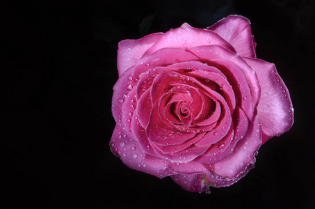 美丽的粉红色玫瑰，黑色背景上有一滴露水。