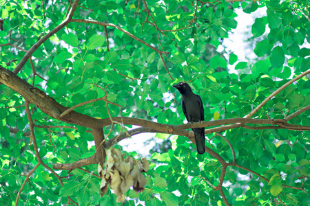 大黑乌鸦在树上。