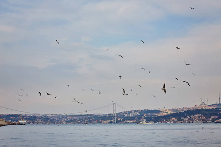 伊斯坦布尔博斯普鲁斯湾有海鸥和海豚