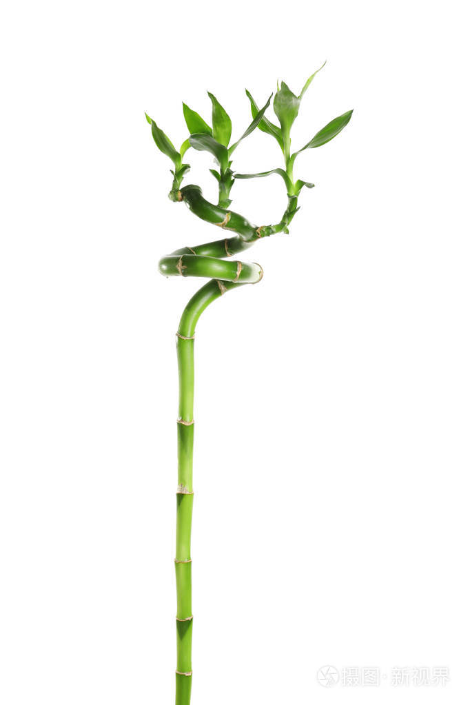 绿色竹茎叶白底
