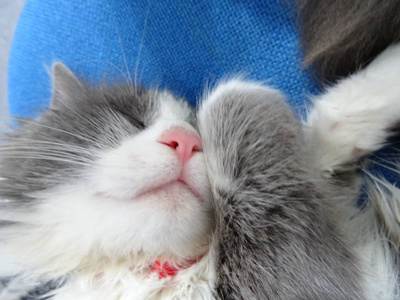 睡在蓝色办公椅上的长毛小猫