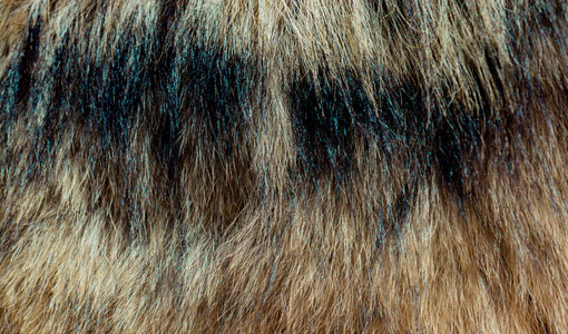 装饰动物毛皮作为背景纹理