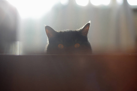 猫看躲藏, 惊奇, 狩猎阳光