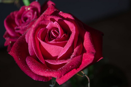 美丽的红色玫瑰，黑色背景上有一滴露水。