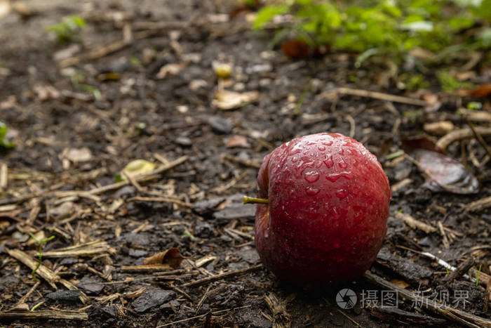 在收获季节地上的红苹果从一棵树上掉下来萨默塞特英格兰