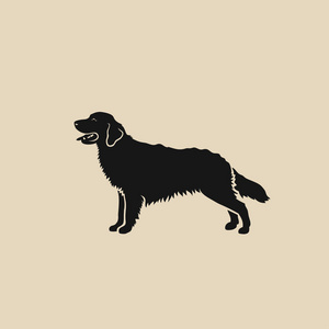 米色背景上的金色猎犬插图