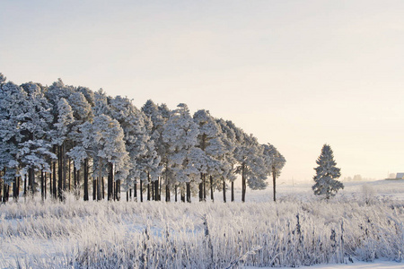 寒冷冬日的森林里冰冻的松树