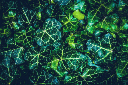 植物绿叶背景图片特写图片