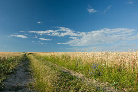 长满青草和麦田的道路，地平线和蓝色的