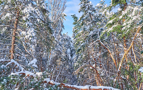 冬天公园里的树。 松树在树林里裹着雪。 季节性背景