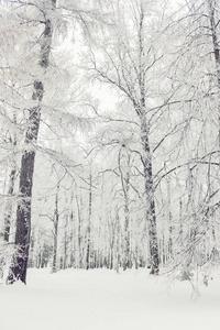 寒冷冬日森林中的冰冻树木