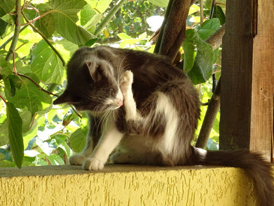 热带花园里的小猫