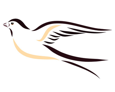 美丽的飞燕画着光滑的线条照片