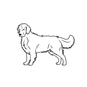 白色背景上的金色猎犬插图