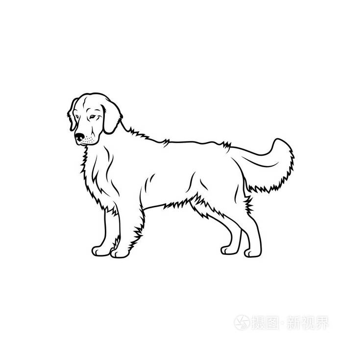 白色背景上的金色猎犬插图插画-正版商用图片13e8di-摄图新视界