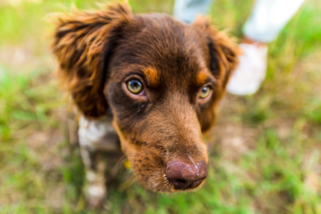 西班牙加利西亚海滩上的一只小猎犬