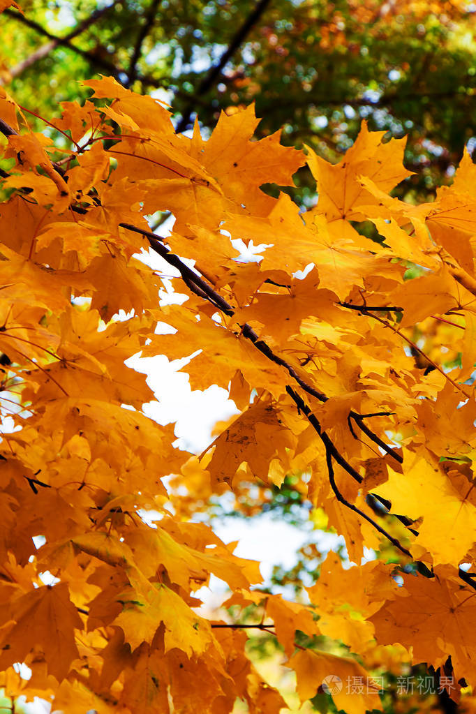树上的亮黄色枫叶作为背景