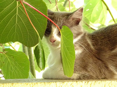 小猫在绿叶之间偷看