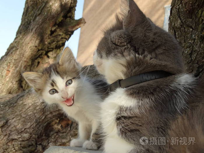 妈妈和小猫宝宝