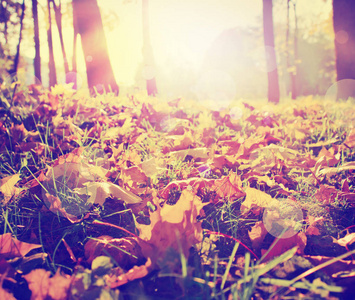 美丽的秋天金色森林的地面景观
