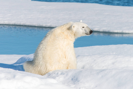 北极熊坐在斯瓦尔巴的冰袋上
