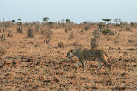 肯尼亚,塔沃东-狮子在他们的保护区照片
