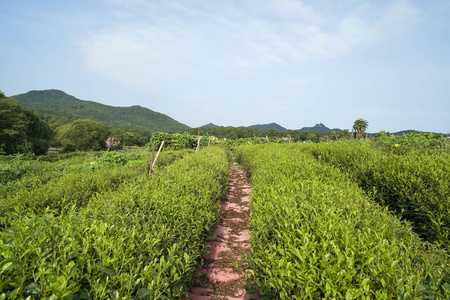 秋天阳光下的绿茶种植园。