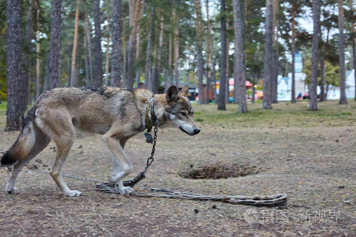 公园里的家狼.莫特利瘦狼在公园的链子上.