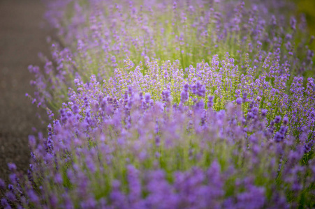 在夏天的田野里关闭紫色的薰衣草花。 户外盛开的草药。