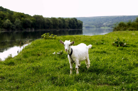 山羊在河岸上放牧，主题是美丽的自然河dniestermoldova。