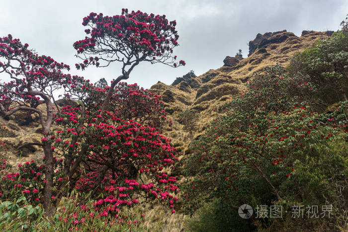 喜马拉雅山, 尼泊尔.开花杜鹃