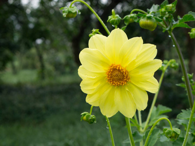 黄色的大丽花在花园里。明亮的花在夏天的背景上。