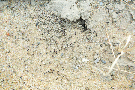 黑糖沙琪玛糖蚁聚集在它们的巢穴的洞周围. 蚁丘附近沙漠中的黑蚂蚁.