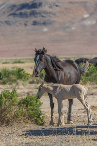 夏天在犹他州沙漠里的一只野马和她可爱的小马驹