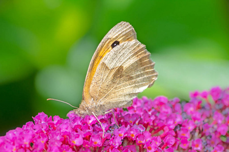 一只草甸棕色蝴蝶在一朵水乳花上