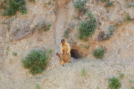 鲍勃马尔莫特MarmotaBobak站在靠近洞的后腿上，吹口哨在粉笔峡谷的底部。