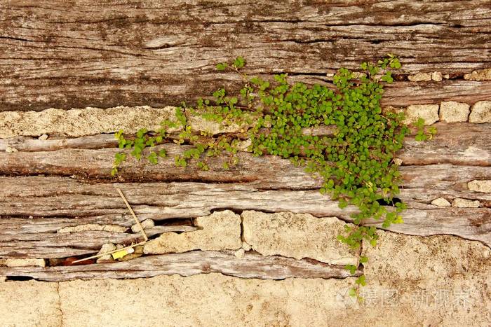 美丽的植物生长在开裂的石头上