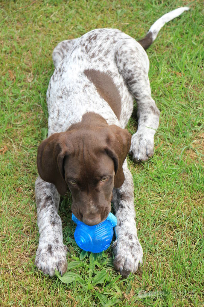 德国短毛指针雄犬9周龄