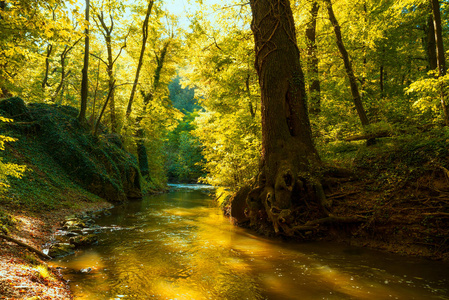秋天森林里流淌的溪流图片