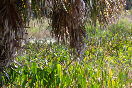 佛罗里达沼泽棕榈树的棕叶图片