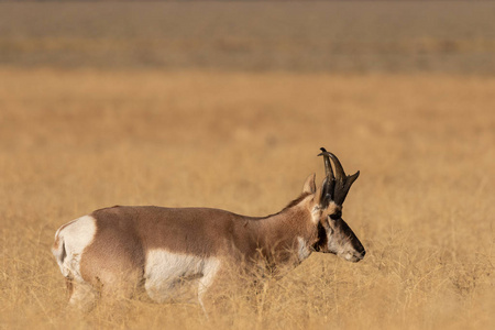 怀俄明州秋天的一只漂亮的叉角羚羊