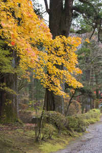 秋天公园里的日本枫树着色