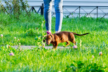 微型Dachshund小狗与其主人。 一只年轻精力充沛的狗正跑来跑去散步。 以游戏形式执行命令