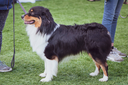 澳大利亚牧羊犬展览